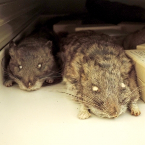 two mouse specimens in a drawer