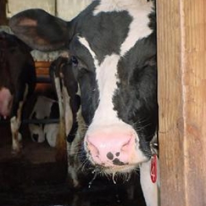 Cow peeking around a corner 