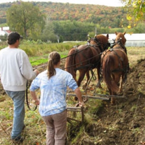 GreenHouse students plowing with horses