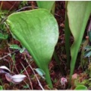 Seedling sprouting