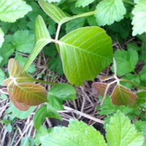 Posion Ivy