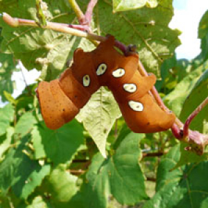 Orange caterpillar on grape vine