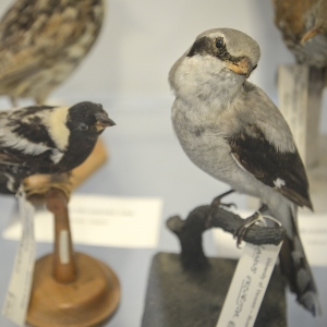 mounted shrike and bobolink