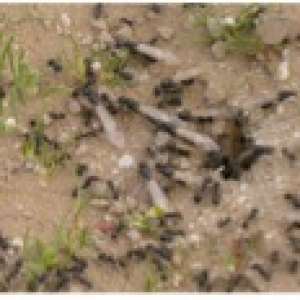 Insects colonizing