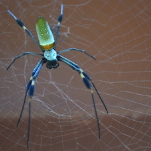 a blue and green spider in a web