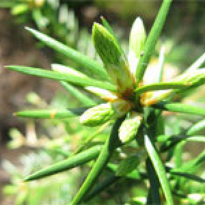 close-up of Florida Torreya needles