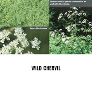 Wild Chervil