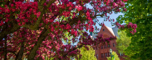 Tree blossoming on UVM green, look toward Williams Science Hall