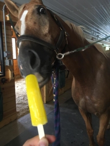 Horse eating a yellow Popsicle 