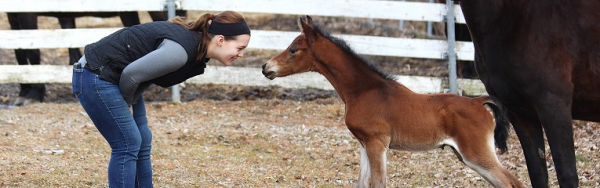 UVM Morgan Horse Farm