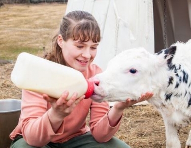 Student bottle feeding a cald