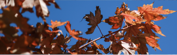 maple leaves