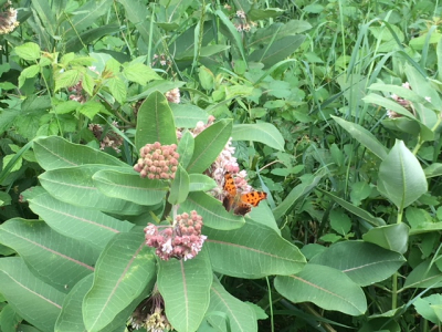 Milkweed trial with butterfly