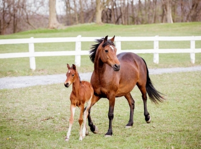 Morgan mare plays with her foal