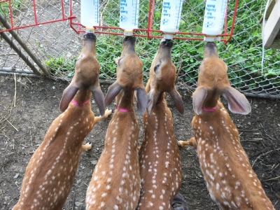 4 fauns drinking from a bottle rack 