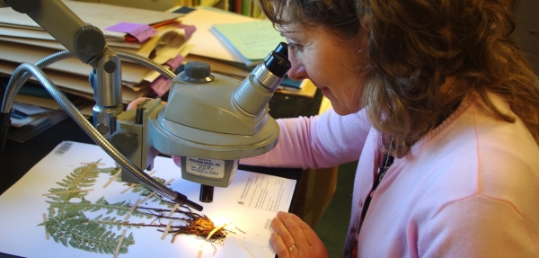 woman looking at mounted dried plant through microscope