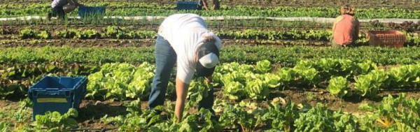 Harvesting Greens on UVM's Catamount Farm