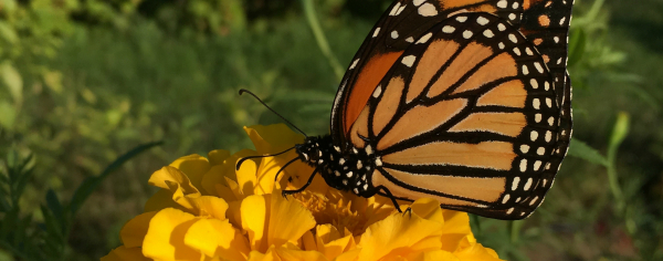 UVM Catamount Farm Monarch Butterfly on a Zinnia Flower