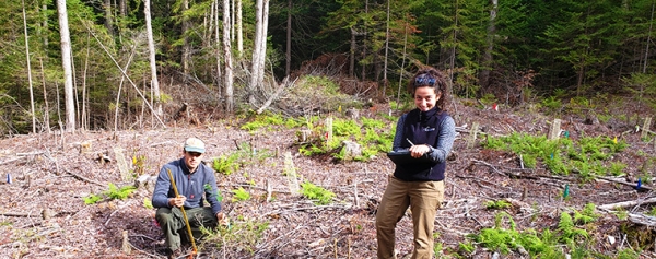 Two researchers work on cleared forest plot