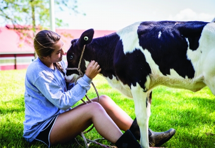 A female student pets a calf