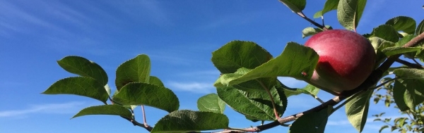 An apple on a branch.