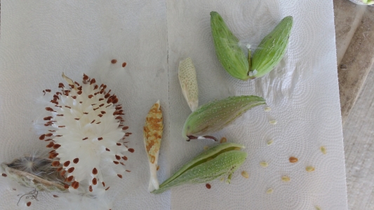 Stages of milkweed.