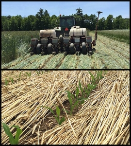No-till crimper and corn emerging