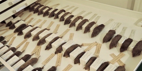a drawer full of shrews