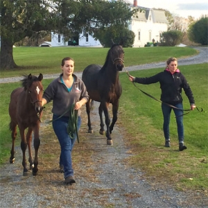 students - campus activities - morgan horse