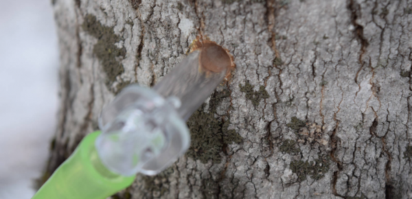 a plastic tap and tube in a maple tree