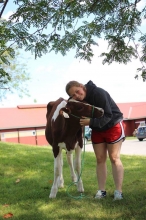 Student hugging a calf