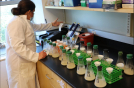 Hillary in lab testing DON