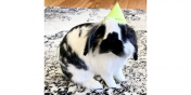Albert the Bunny