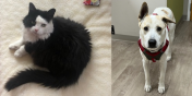 Angel the Cat and Wylie the Dog