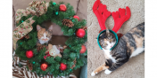 Bella and Gemma the kittens