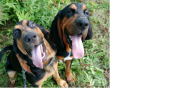 Bonnie and Clyde the Dogs