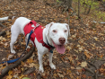 Caber the Dog