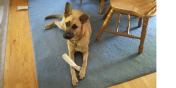 Callisto Belle the Dog