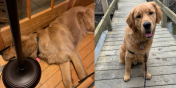 Cooper the Dog