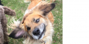 Fezzik the Dog