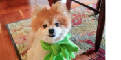 Gil the Dog