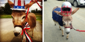 Gus the Miniature Donkey