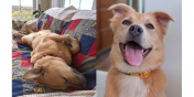 Gus and Honey the Dogs
