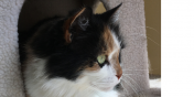 Kay the Cat