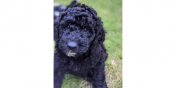 Kingston the Dog