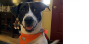Kloe the Dog