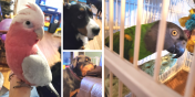 Stuart, Buddy, Daisee, and Leo