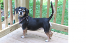 Lola the Dog