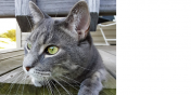 Lucky the Cat