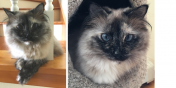 Macska the Cat